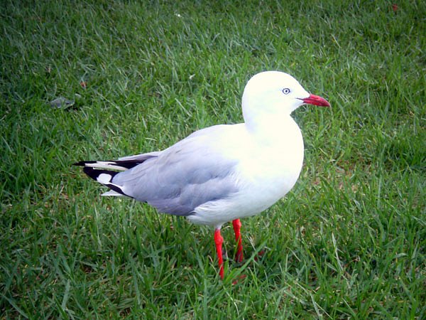 04-australian-seagull.jpg