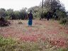 sally_new_land-permit_land